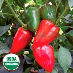 Apple Pepper Vegetable Seeds AS2233