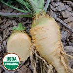 Cairns Family Heirloom Rutabaga Vegetable Seeds AS2266