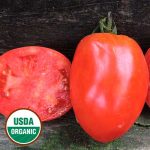 Salvaterra's Select Tomato Vegetable Seeds AS2556