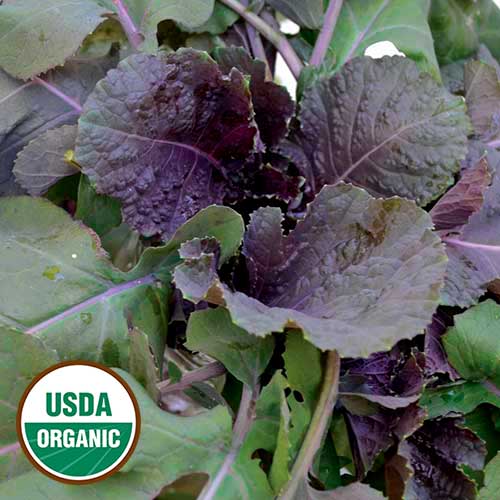 Peking Ta Ching Kou Pai Tsai Asian Green Vegetable Seeds AS2006