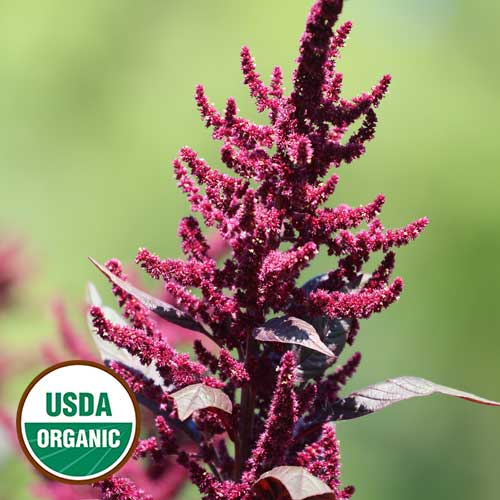 Hopi Red Dye Amaranth Flower Seeds AS2581