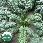 Norfolk Spinach Vegetable Seeds AS2280
