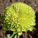 Envy Zinnia Flower Seeds AS2380