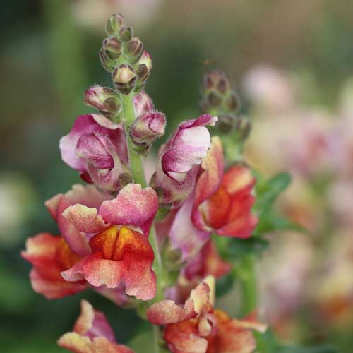 Tetra Mix Snapdragon Flower Flower Seeds AS2606