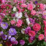 Crego Mix China Aster Flower Flower Seeds AS2359