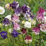 Dwarf Columbine Flower Flower Seeds AS2378