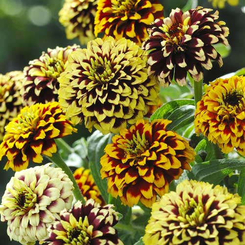 Jazzy Mix Zinnia Flower Flower Seeds AS2582