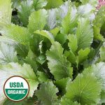 Byrd Mustard Vegetable Seeds AS2204