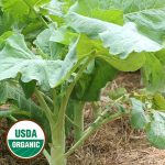 Marrowstem Kale Vegetable Seeds AS2144