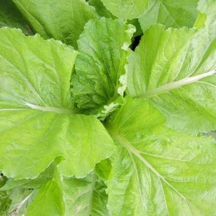Feaster Family Heirloom Mustard Vegetable Seeds AS2205