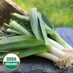 Esther Cook Leek Vegetable Seeds AS2152