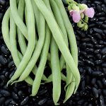 Black Valentine Bean Vegetable Seeds AS2011