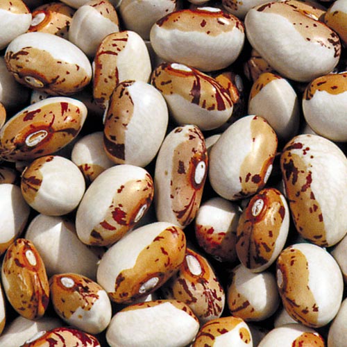 Hidatsa Shield Bean Vegetable Seeds AS2024