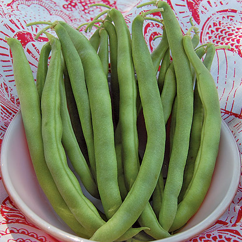 Kentucky Wonder Bush Bean Vegetable Seeds AS2027