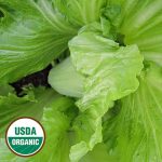 Leaf Heading Mustard Vegetable Seeds AS2207