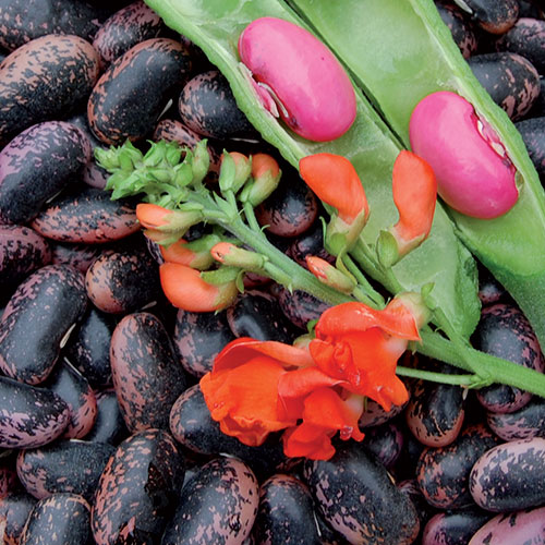 Scarlet Runner Bean Vegetable Seeds AS2264