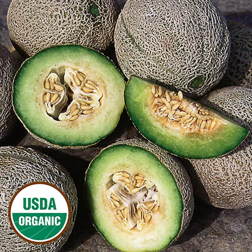 Green Nutmeg Melon Vegetable Seeds AS2193