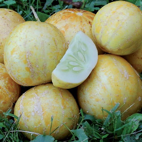 True Lemon Cucumber Vegetable Seeds AS2106