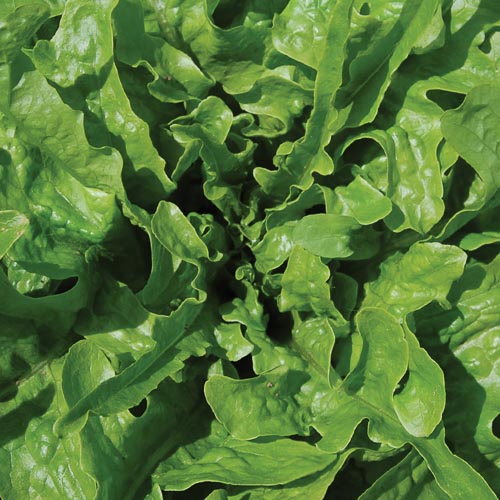 Green Oakleaf Lettuce Vegetable Seeds AS2171