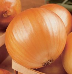 TX 1015-Y Supersweet Onion