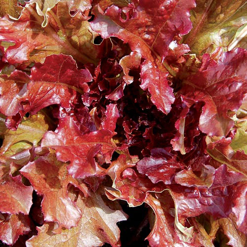 Red Salad Bowl Lettuce Vegetable Seeds AS2457