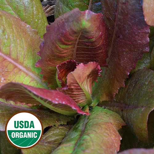 Rouge d'Hiver Lettuce Vegetable Seeds AS2459