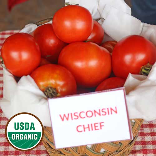 Wisconsin Chief Tomato Vegetable Seeds AS2573