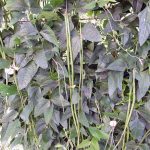 Fagiolini dell??occhio Cowpea Vegetable Seeds AS2083