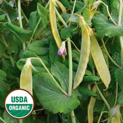 Golden Sweet Pea Vegetable Seeds AS2222