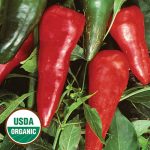 Cyklon Pepper Vegetable Seeds AS2244