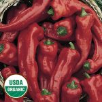 Georgia Flame Pepper Vegetable Seeds AS2249