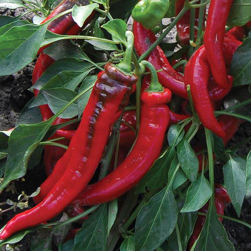 Jimmy Nardello's Pepper Vegetable Seeds AS2479