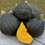 Anna Swartz Hubbard Squash Vegetable Seeds AS2283