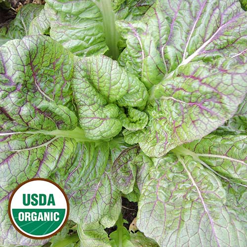 Hyakka Mustard Vegetable Seeds AS2206