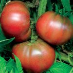 Black from Tula Tomato Vegetable Seeds AS2321