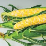 AP 426 Bicolor Hybrid Sweet Corn Seed (sh2)