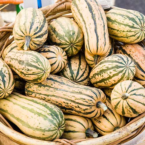 Honey Boat Delicata Squash Vegetable Seeds AS2296