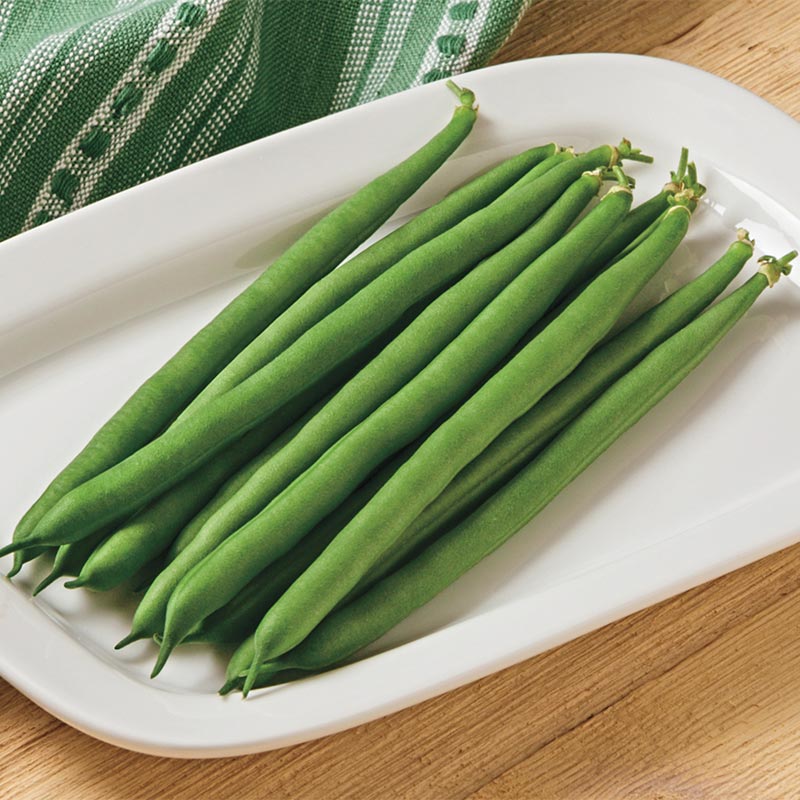 Jade II Bush Bean Seed