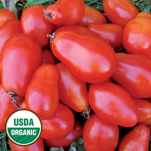 Martino's Roma Tomato Vegetable Seeds AS2539