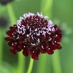 Black Knight Pincushion Flower Flower Seeds AS2367
