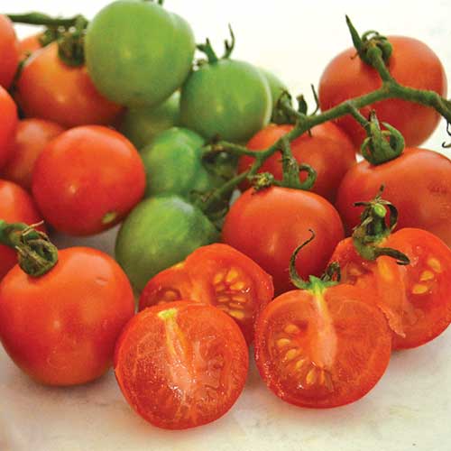 Tommy Toe Tomato Vegetable Seeds AS2563