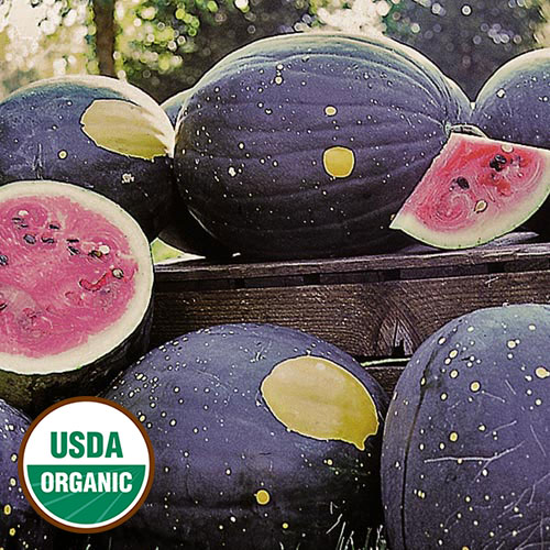 Moon & Stars (Van Doren) Watermelon Vegetable Seeds AS2348