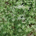 Anise - Out of Stock Herb Seeds AS2421