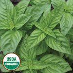 Genovese Basil Herb Seeds AS2433