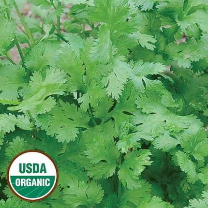 Cilantro Herb Seeds AS2425
