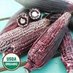 Double Red Corn Vegetable Seeds AS2073