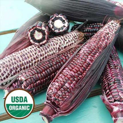 Double Red Corn Vegetable Seeds AS2073