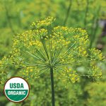 Grandma Einck's Dill Herb Seeds AS2429