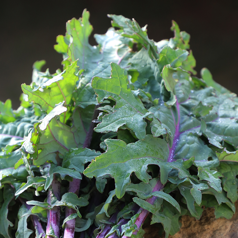 Greenpeace Kale Vegetable Seeds AS2141