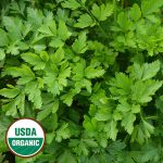 Giant from Italy Parsley Herb Seeds AS2435